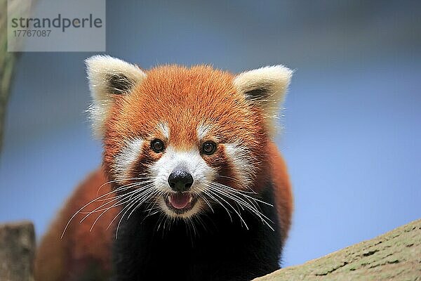 Roter Panda (Ailurus fulgens fulgens)  erwachsen auf einem Baum