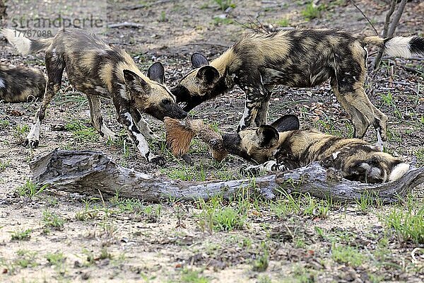 Afrikanischer Wildhund (Lycaon pictus)  adult Gruppe fressend an Beute  Sabi Sand Game Reserve  Krüger Nationalpark  Südafrika