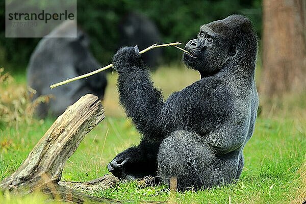 Westlicher Flachlandgorilla (Gorilla gorilla gorilla)  erwachsenes Männchen