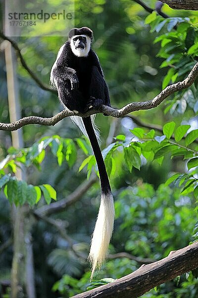 Angolanischer schwarz-weißer Colobus  erwachsen auf Baum (Colobus angolensis)