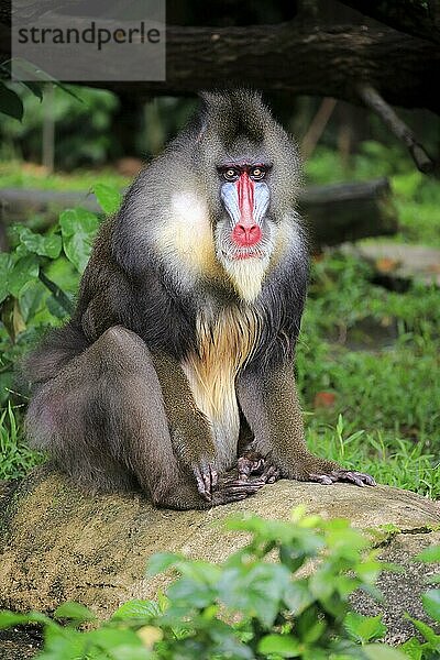 Mandrill (Mandrillus sphinx)  erwachsenes Männchen