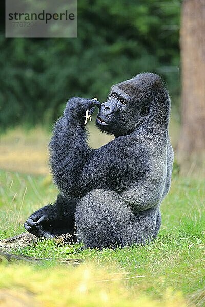 Westlicher Flachlandgorilla (Gorilla gorilla gorilla)  erwachsenes Männchen