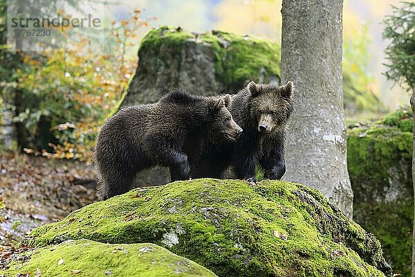 Eurasischer Braunbär (Ursus arctos arctos)  Jungtiere im Herbst  Nationalpark Bayerischer Wald  Europa  Deutschland  Europa