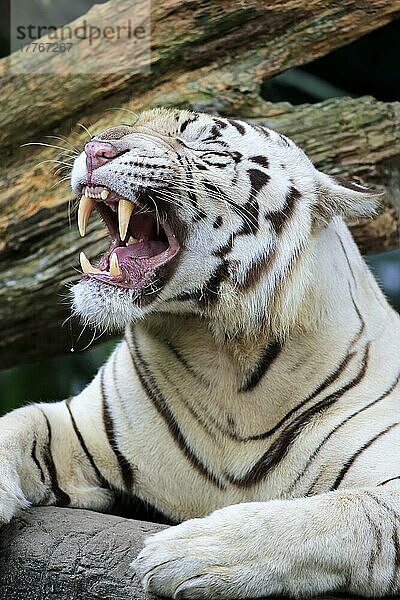 Indischer Tiger (Panthera tigris tigris) Weiße Form  Weißer Tiger  Bengalischer Tiger  erwachsenes Kitzportrait  Indien  Asien