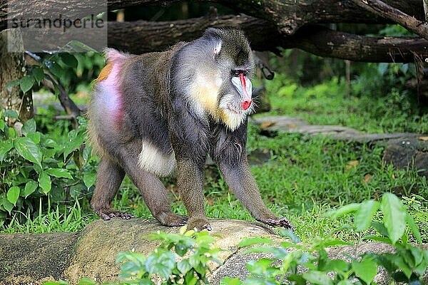 Mandrill (Mandrillus sphinx)  erwachsenes Männchen