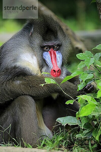 Mandrill (Mandrillus sphinx)  erwachsenes Männchen