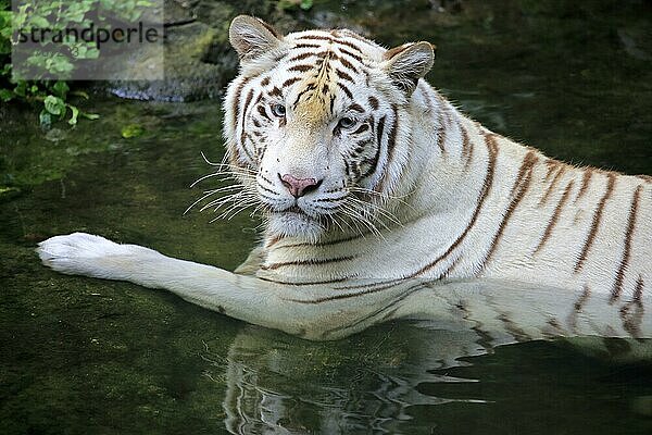 Königstiger Weiße Form  Weißer Tiger  Bengal Tiger  Indischer Tiger (Panthera tigris tigris)  adult im Wasser  Indien  Asien
