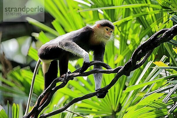 Douc Langur  erwachsen (Pygathrix nemaeus)