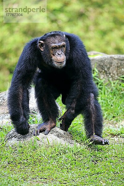 Schimpanse  erwachsenes Männchen gehend (Pan troglodytes troglodytes)