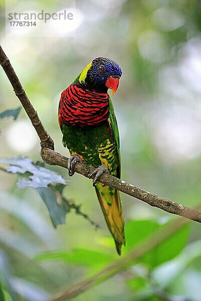 Regenbogenlori (Trichoglossus haematodus)  erwachsen auf Baum  Australien  Ozeanien