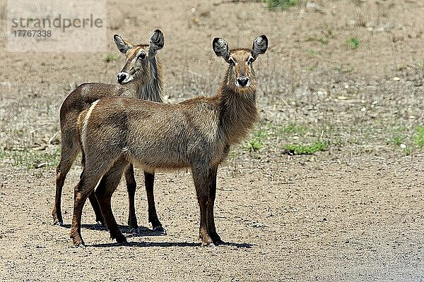 Gewöhnlicher Wasserbock (Kobus ellipsiprymnus)  Kruger Nationalpark  Südafrika