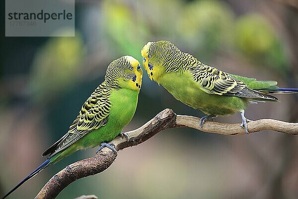 Wellensittich (Melopsittacus undulatus)  erwachsene Männchen  Australien  Ozeanien