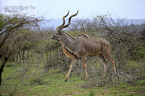 Großer Kudu  Sambesi Großkudu (Strepsiceros zambesiensis)  adult männlich  Hluhluwe Umfolozi Nationalpark  Hluhluwe iMfolozi Nationalpark  KwaZulu Natal  Südafrika