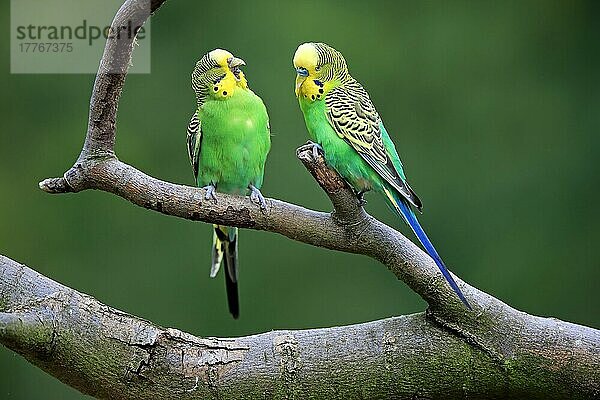 Wellensittich (Melopsittacus undulatus)  erwachsenes Paar  Australien  Ozeanien