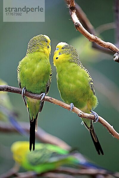 Wellensittich (Melopsittacus undulatus)  erwachsene Männchen  Australien  Ozeanien