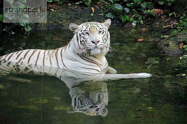 Königstiger Weiße Form  Weißer Tiger  Bengal Tiger  Indischer Tiger (Panthera tigris tigris)  adult im Wasser  Indien  Asien
