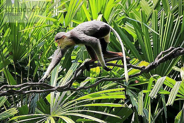 Douc Langur  erwachsen (Pygathrix nemaeus)