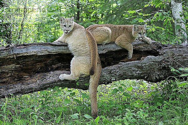 Puma  Silberlöwe  Berglöwe  adult  Pine County  Minnesota (Felis concolor)  Nordamerikam  USA  Nordamerika