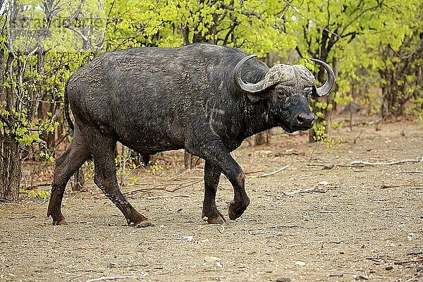 Afrikanischer Büffel (Syncerus caffer)  erwachsen  Kruger Nationalpark  Südafrika