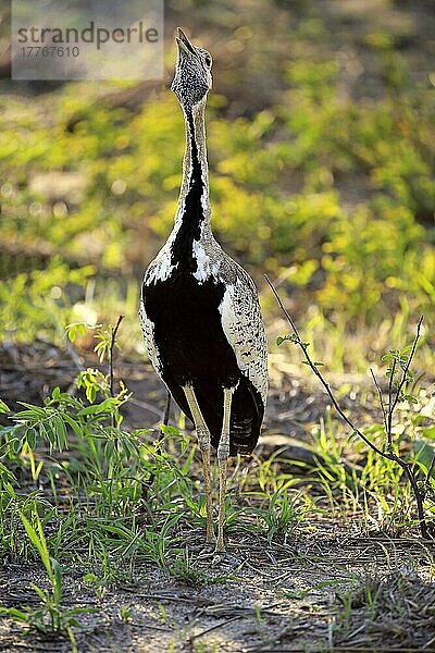 Schwarzbauchtrappe (Lissotis melanogaster)  erwachsenes Männchen  Kruger Nationalpark  Südafrika