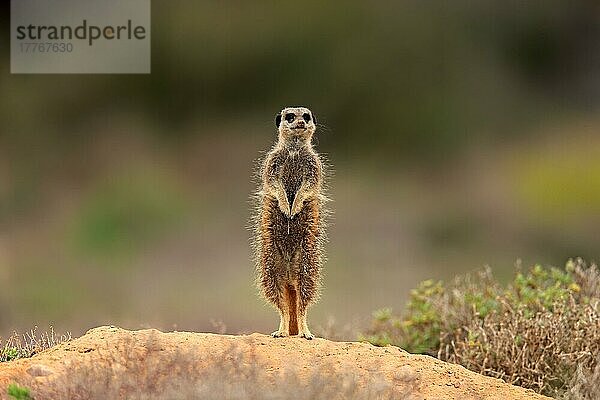 Erdmännchen (Suricata suricatta)  Meerkat  adult  Oudtshoorn  Westkap  Südafrika