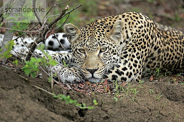 Leopard (Panthera pardus)  Sabi Sand Game Reserve  Krüger Nationalpark  Südafrika