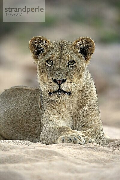 Löwe (Panthera leo)  adult weiblich im ausgetrocknetem Flussbeet  Sabi Sand Game Reserve  Krüger Nationalpark  Südafrika