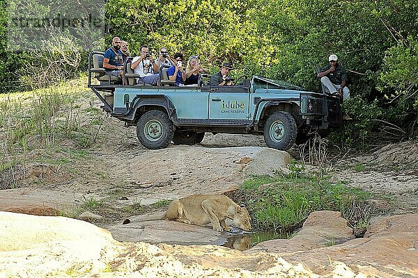 Safari-Fahrzeug  Safari  Geländewagen  Touristen  Tierbeobachtung  Pirschfahrt  Sabi Sand Game Reserve  Krüger Nationalpark  Südafrika