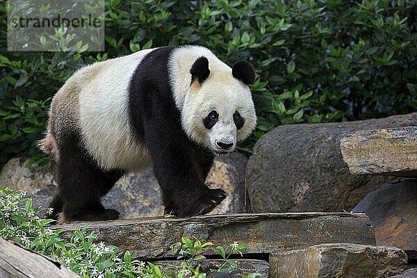 Großer Panda (Ailuropoda melanoleuca)  erwachsen  in Gefangenschaft  Adelaide  Südaustralien  Australien  Ozeanien