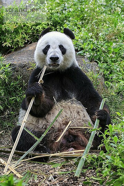 Großer Panda (Ailuropoda melanoleuca)  erwachsen  in Gefangenschaft  Adelaide  Südaustralien  Australien  Ozeanien