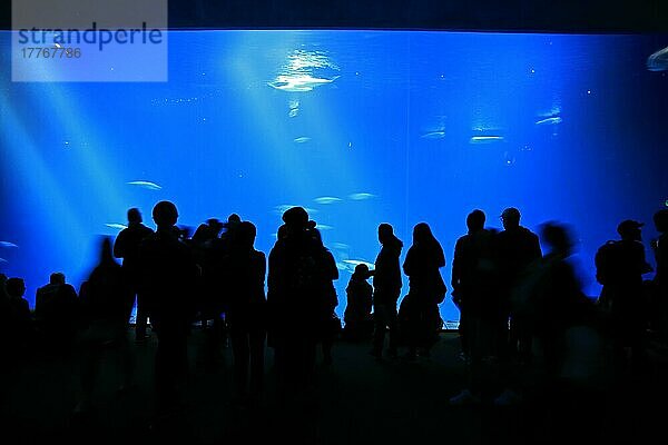 Monterey Aquarium  Menschen beobachten Tiere im Aquarium  Monterey  Kalifornien  Nordamerika  USA  Nordamerika