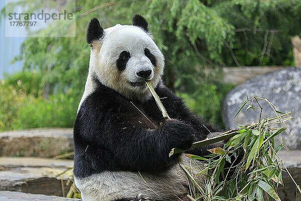 Großer Panda (Ailuropoda melanoleuca)  erwachsen  in Gefangenschaft  Adelaide  Südaustralien  Australien  Ozeanien