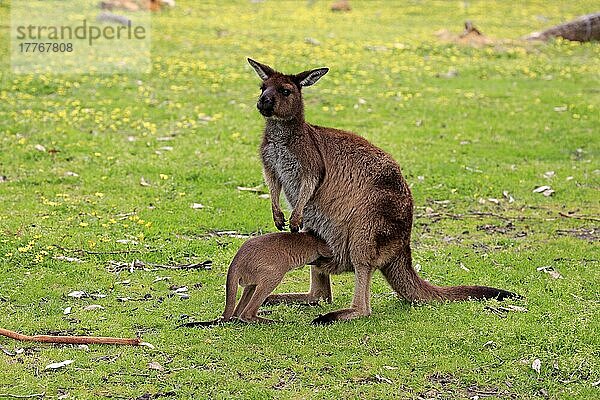 Känguru-Insel-Känguru  erwachsen mit Jungtier auf Wiese  Mount Lofty  Südaustralien (Macropus fuliginosus fuliginosus)  Australien  Ozeanien