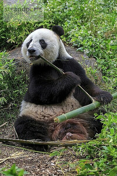 Großer Panda (Ailuropoda melanoleuca)  erwachsen  in Gefangenschaft  Adelaide  Südaustralien  Australien  Ozeanien