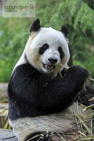 Großer Panda (Ailuropoda melanoleuca)  erwachsen  in Gefangenschaft  Adelaide  Südaustralien  Australien  Ozeanien