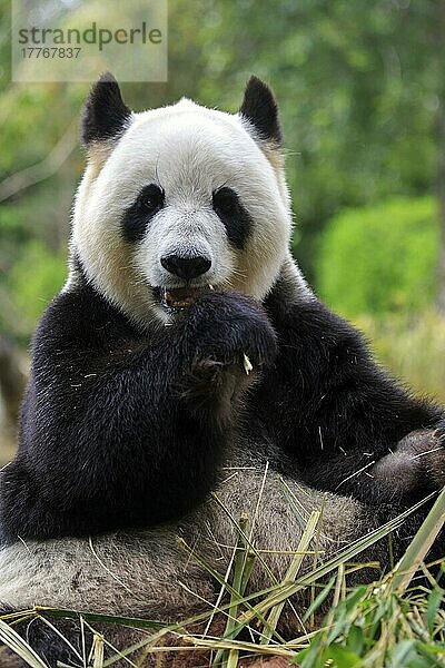 Großer Panda (Ailuropoda melanoleuca)  erwachsen  in Gefangenschaft  Adelaide  Südaustralien  Australien  Ozeanien