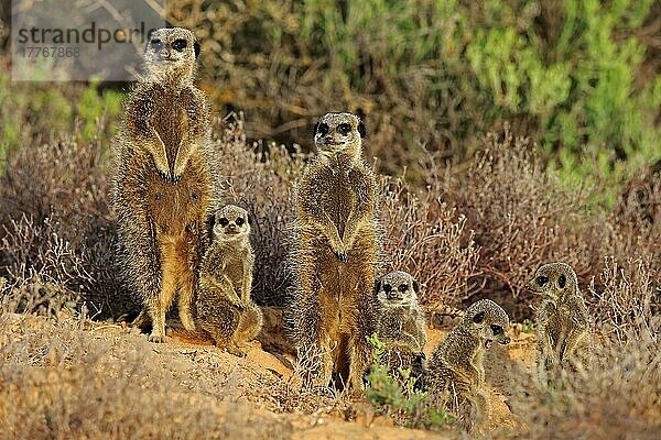 Erdmännchen (Suricata suricatta)  Meerkat  adult und Jungtiere  Oudtshoorn  Westkap  Südafrika