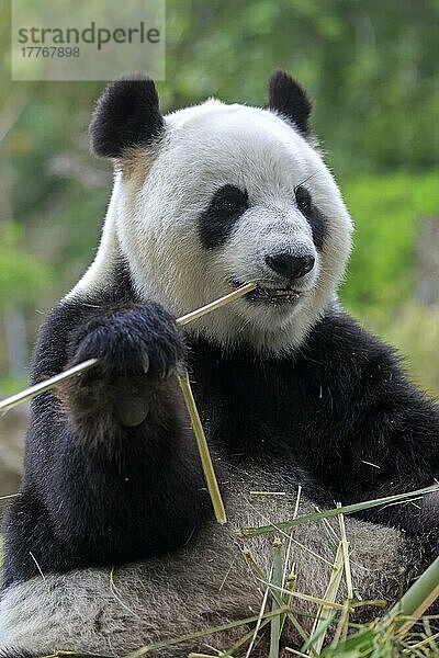 Großer Panda (Ailuropoda melanoleuca)  erwachsen  in Gefangenschaft  Adelaide  Südaustralien  Australien  Ozeanien