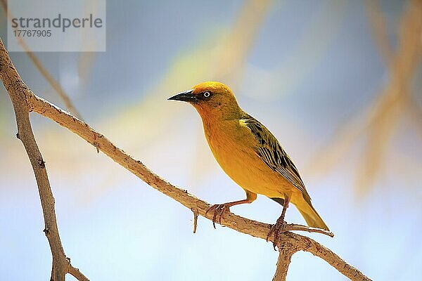 Kapweber (Ploceus capensis)  erwachsenes Männchen  Kleine Karoo  Westkap  Südafrika