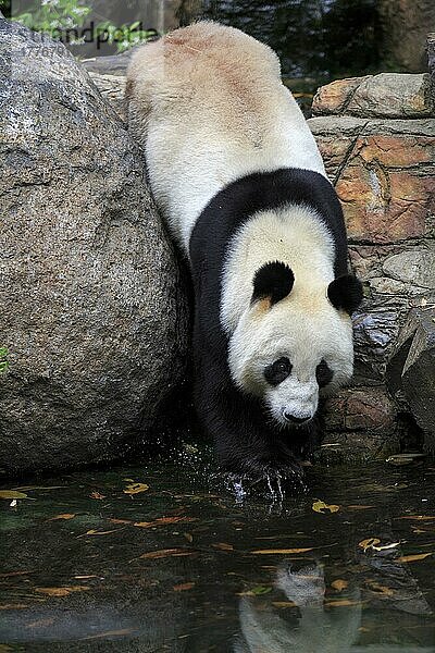 Großer Panda (Ailuropoda melanoleuca)  erwachsen  in Gefangenschaft  Adelaide  Südaustralien  Australien  Ozeanien