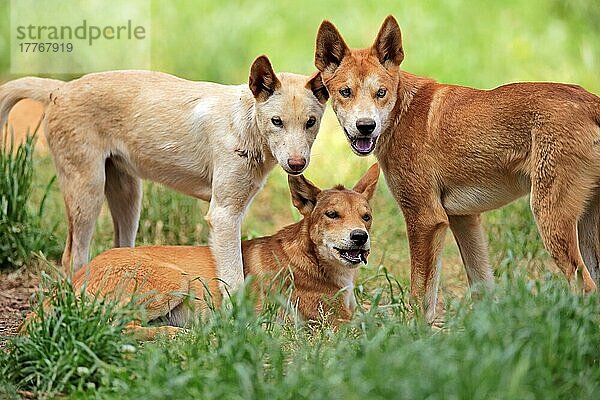 Dingo (Canis familiaris dingo)  adult Gruppe wachsam  Phillip Island  Gippsland  Victoria  Australien  Ozeanien