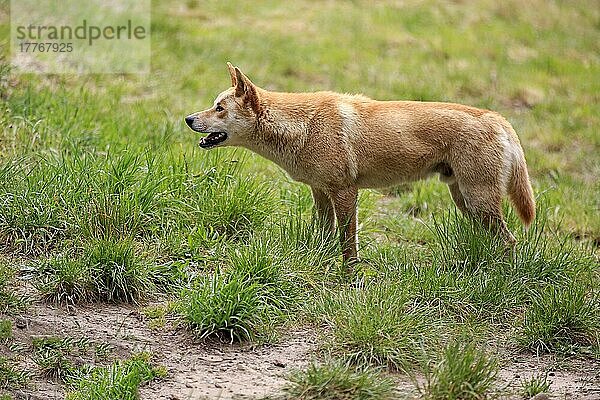 Dingo (Canis familiaris dingo)  adult wachsam  Phillip Island  Gippsland  Victoria  Australien  Ozeanien