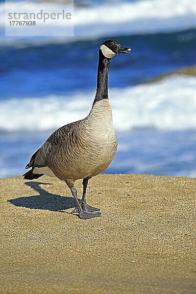 Kanadagans (Branta canadensis)  erwachsen  Monterey  Kalifornien  Nordamerika  USA  Nordamerika