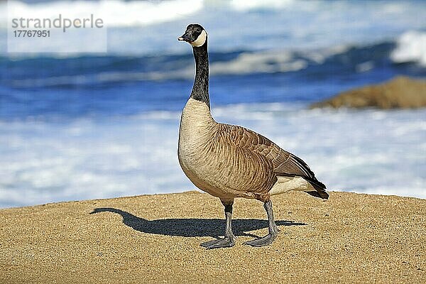 Kanadagans (Branta canadensis)  erwachsen  Monterey  Kalifornien  Nordamerika  USA  Nordamerika