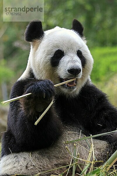 Großer Panda (Ailuropoda melanoleuca)  erwachsen  in Gefangenschaft  Adelaide  Südaustralien  Australien  Ozeanien