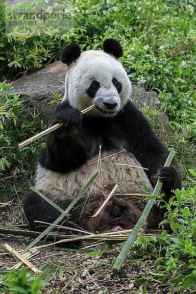 Großer Panda (Ailuropoda melanoleuca)  erwachsen  in Gefangenschaft  Adelaide  Südaustralien  Australien  Ozeanien