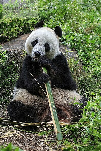 Großer Panda (Ailuropoda melanoleuca)  erwachsen  in Gefangenschaft  Adelaide  Südaustralien  Australien  Ozeanien