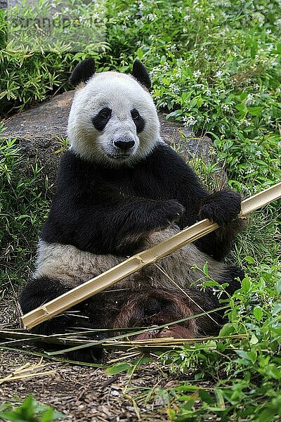 Großer Panda (Ailuropoda melanoleuca)  erwachsen  in Gefangenschaft  Adelaide  Südaustralien  Australien  Ozeanien