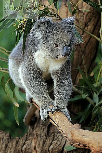 Koala (Phascolarctos cinereus)  erwachsen  Parndana  Kangaroo Island  Südaustralien  Australien  Ozeanien