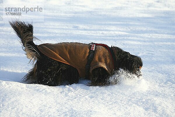 Cavalier King Charles Spaniel  black-and-tan  Pullover  Schutzkleidung  Hundebekleidung  Geschirr  seitlich  tiefer Schnee